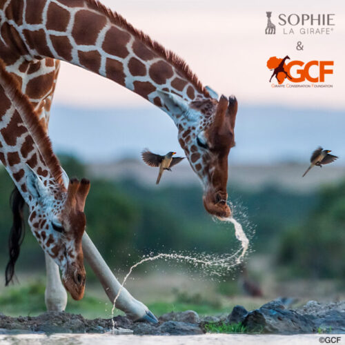 A History of Sophie the Giraffe